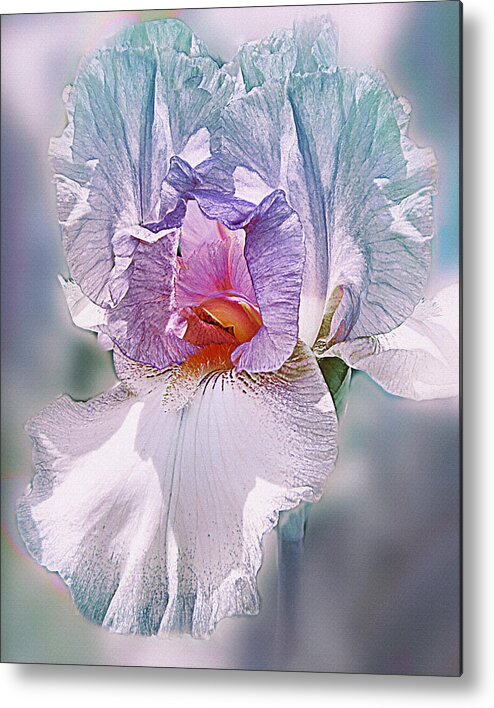 Bearded Iris Metal Print featuring the digital art Warm Hearted by Mary Almond