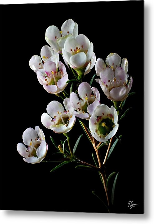 Flower Metal Print featuring the photograph Wax Flowers by Endre Balogh