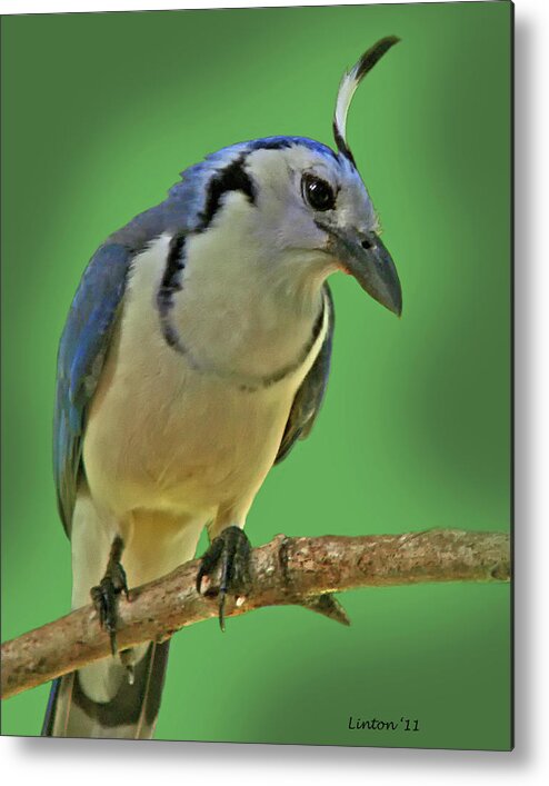 White-throated Magpie Jay Metal Print featuring the photograph White-throated Magpie Jay by Larry Linton