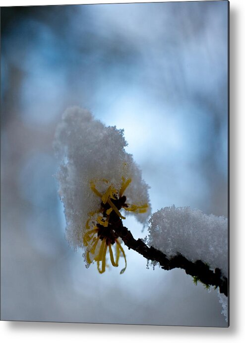 Winter Metal Print featuring the photograph Winter Light by Mike Reid