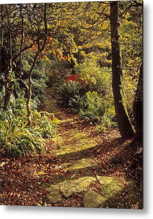 Mount Stewart Metal Print featuring the photograph Woodland Path, Mount Stewart, Ards by The Irish Image Collection 