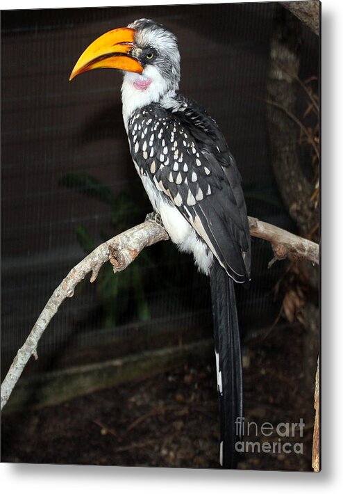 Hornbill Metal Print featuring the photograph Yellow-Billed Hornbill by Kathy White