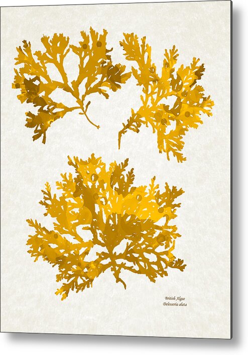 Seaweed Metal Print featuring the mixed media Gold Seaweed Art Delesseria Alata by Christina Rollo