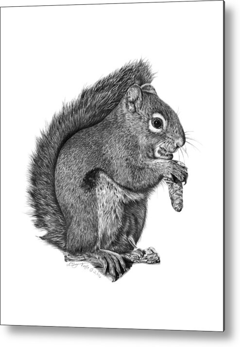 Graphite Metal Print featuring the drawing 058 Sweeney the Squirrel by Abbey Noelle