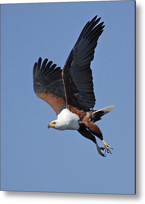 Africa Metal Print featuring the photograph African Fish Eagle #1 by Ted Keller