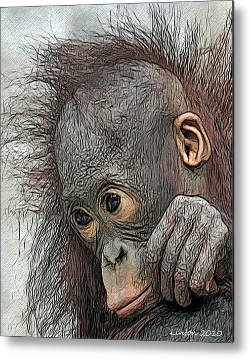 Orangutan Metal Print featuring the digital art Bad Hair Day #1 by Larry Linton