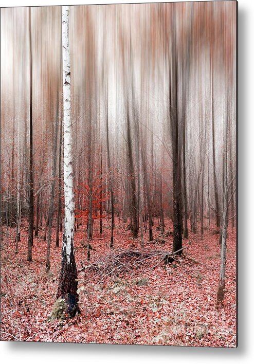 Abstract Metal Print featuring the photograph Birchforest In Fall #2 by Hannes Cmarits