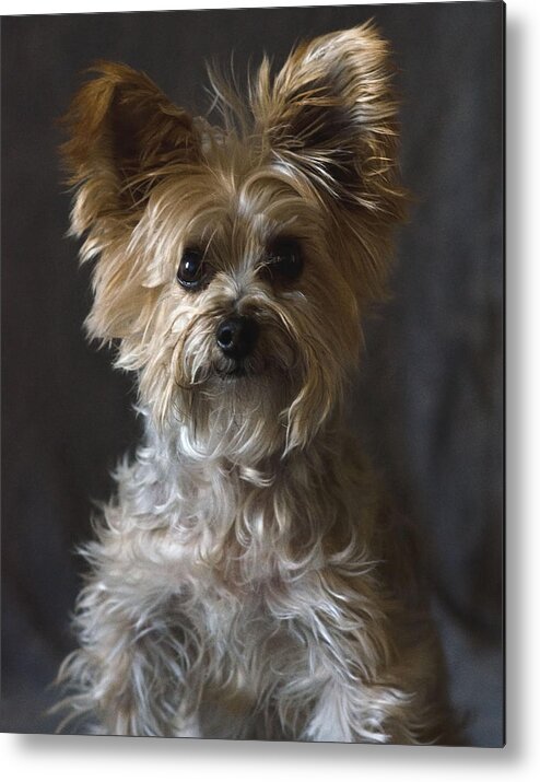 Yorkie Terrier Photography Metal Print featuring the photograph Buster #1 by Irina ArchAngelSkaya