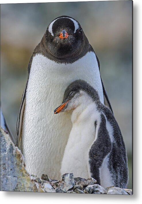 Gentoo Penguin Metal Print featuring the photograph Comfort #1 by Tony Beck