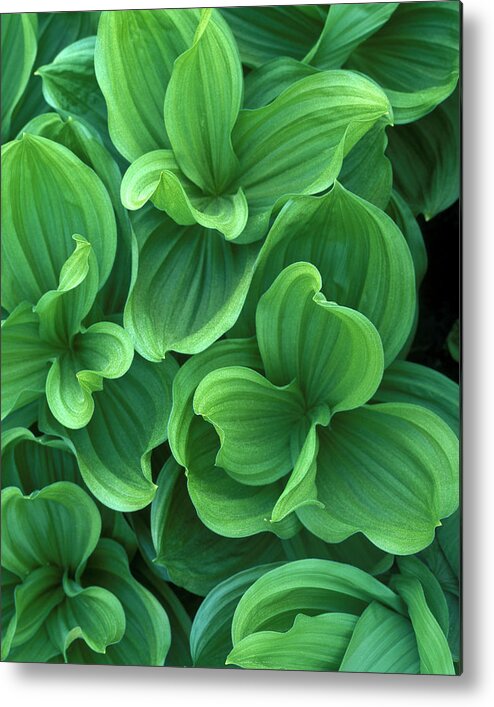 Corn Lily Metal Print featuring the photograph Corn Lily #1 by Joe Palermo