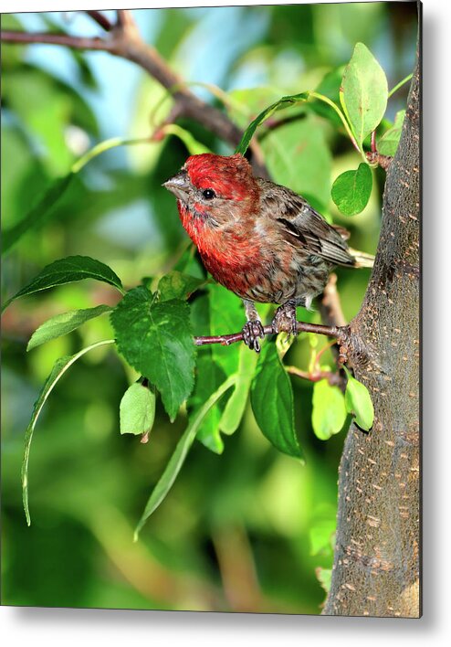 Finch Metal Print featuring the photograph Inquisitive #1 by Betty LaRue