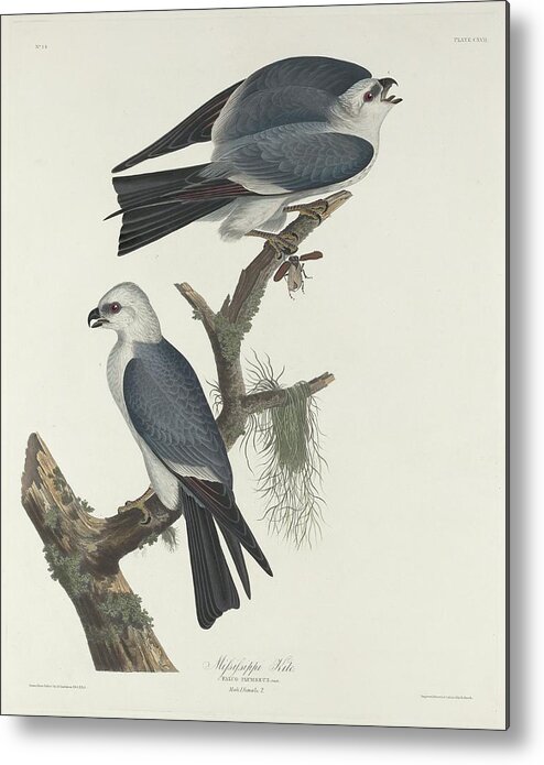 Audubon Metal Print featuring the drawing Mississippi Kite #1 by Dreyer Wildlife Print Collections 