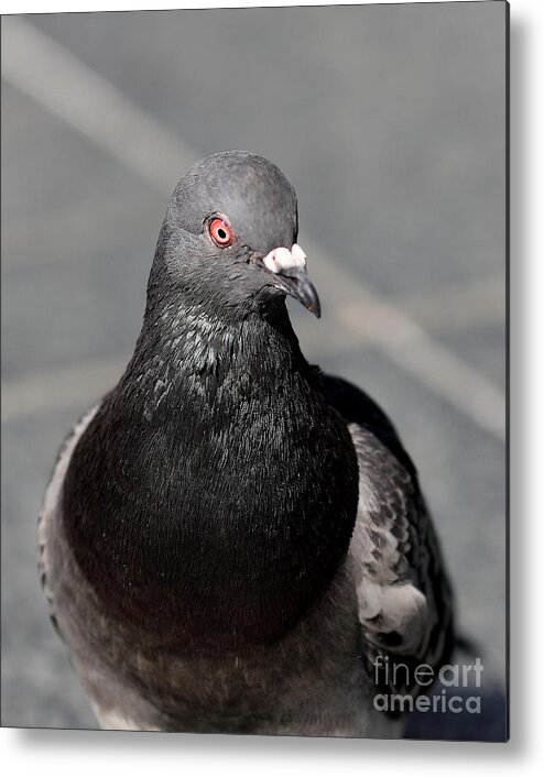 Bird Metal Print featuring the photograph Portrait of a Pigeon #1 by Wingsdomain Art and Photography
