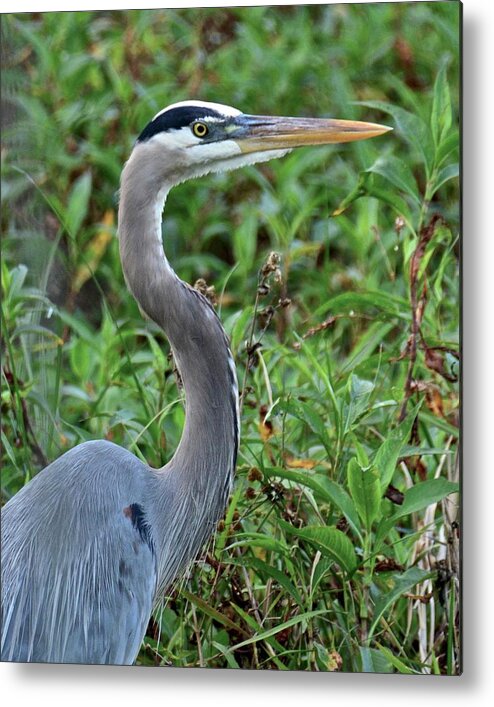 Heron Metal Print featuring the photograph The Stare #1 by Carol Bradley