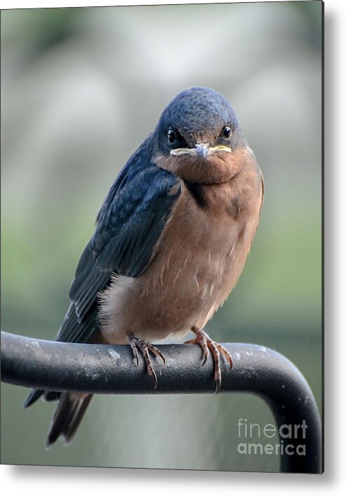 Barn Swallow Metal Print featuring the photograph What a Face by Amy Porter
