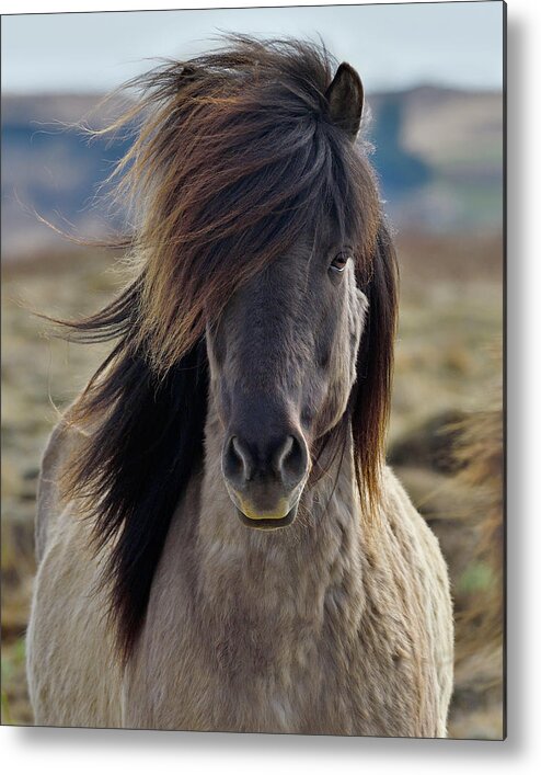 Icelandic Horse Metal Print featuring the photograph Wind Blown #2 by Tony Beck
