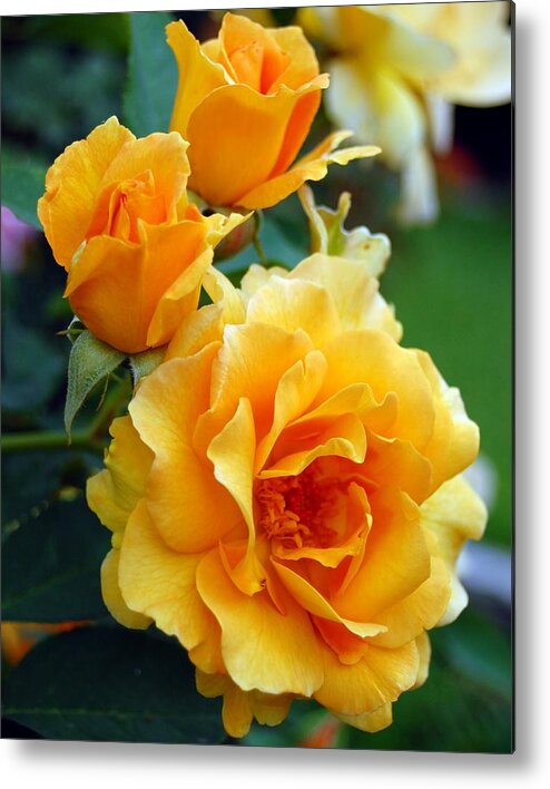 Flower Metal Print featuring the photograph Yellow Roses by Amy Fose