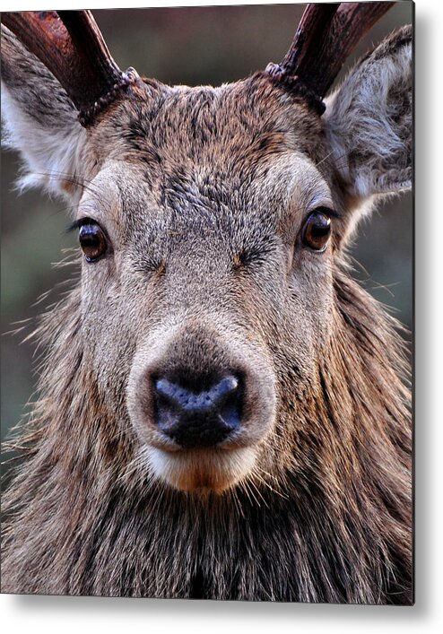 Red Deer Stag Close Up Metal Print featuring the photograph Red Deer Stag #17 by Gavin Macrae