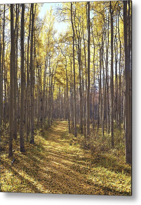 1m3910v Metal Print featuring the photograph 1M3910-V Path in Forest by Ed Cooper Photography