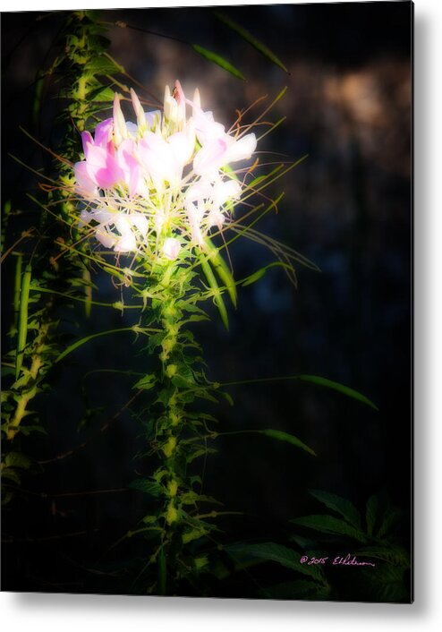 Heron Heaven Metal Print featuring the photograph Fall Flower #3 by Ed Peterson