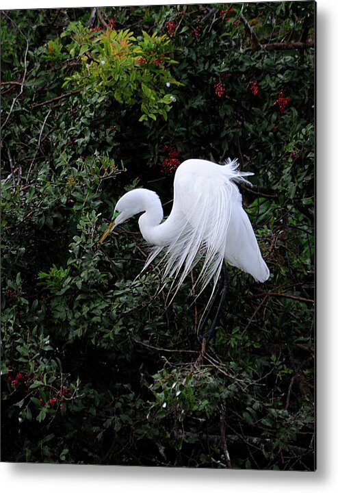 Egret Metal Print featuring the photograph Great Egret #2 by Keith Lovejoy
