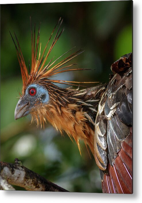 Colombia Metal Print featuring the photograph Hoatzin La Macarena Colombia by Adam Rainoff