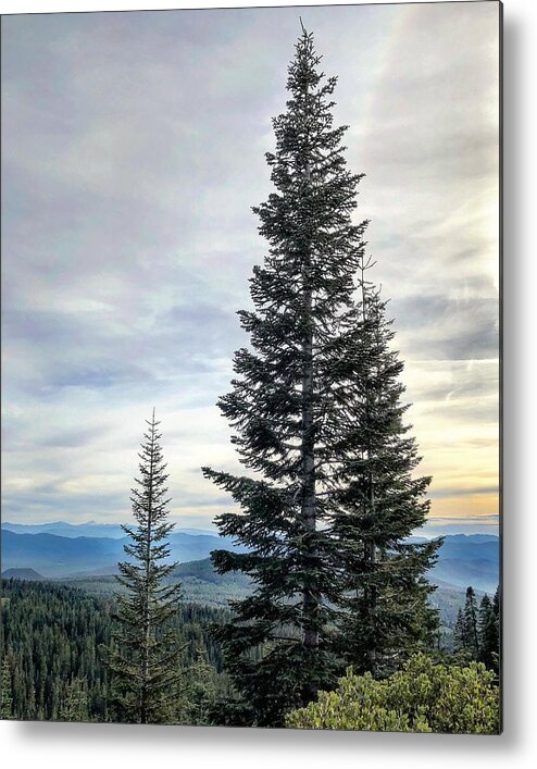 Mount Shasta Metal Print featuring the photograph 2 Pine Trees by JoAnn Lense