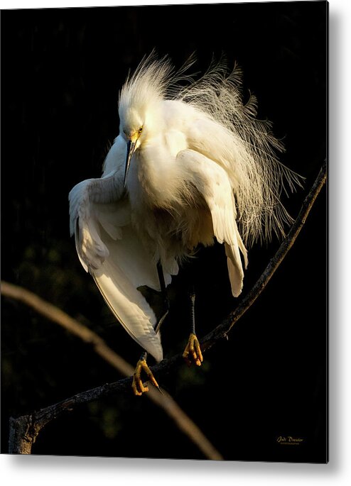 Snowy Egret Metal Print featuring the photograph Snowy Beauty #2 by Judi Dressler
