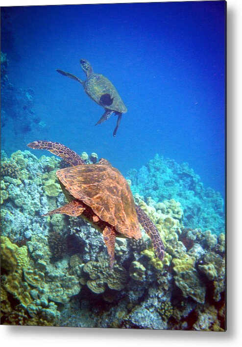 Sea Turtles Metal Print featuring the photograph Tag You're It #2 by Angie Hamlin