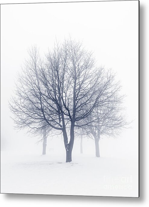 Trees Metal Print featuring the photograph Winter trees in fog 8 by Elena Elisseeva
