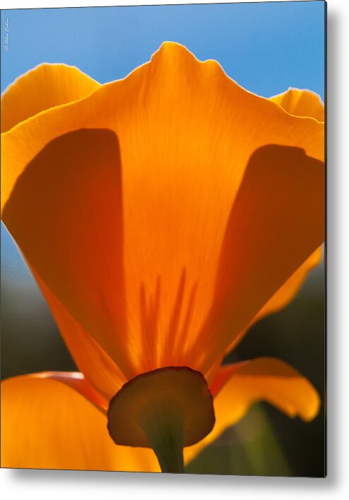 California Metal Print featuring the photograph Californian Poppies #3 by Alexander Fedin