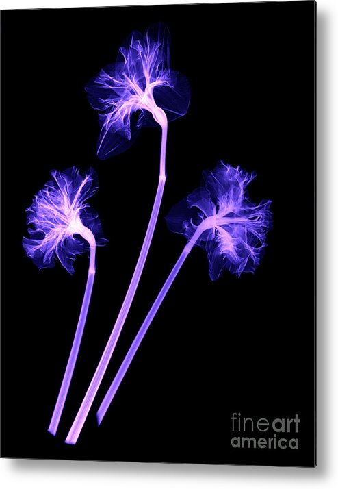 X-ray Metal Print featuring the photograph Daffodils #3 by Ted Kinsman