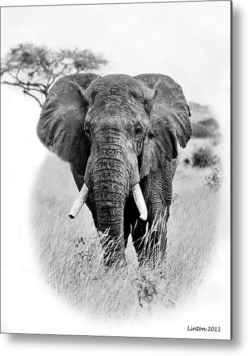 African Elephant Metal Print featuring the photograph African Elephant #4 by Larry Linton