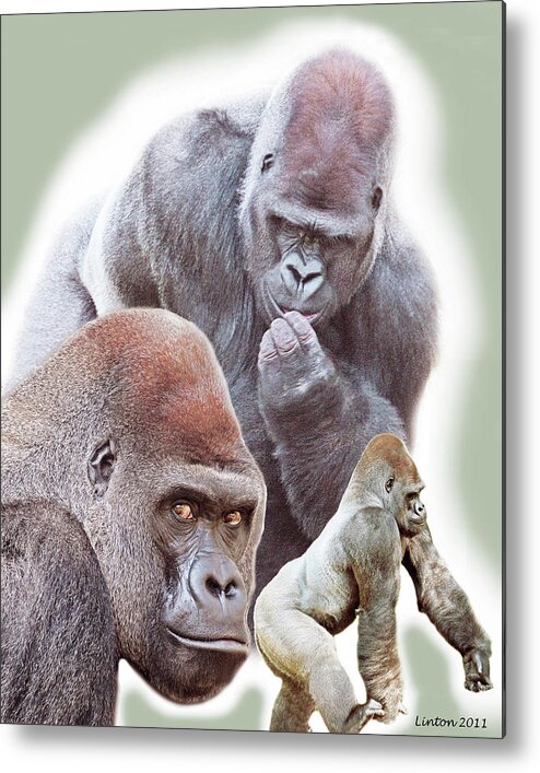 Lowland Gorilla Metal Print featuring the photograph Silverback Montage by Larry Linton