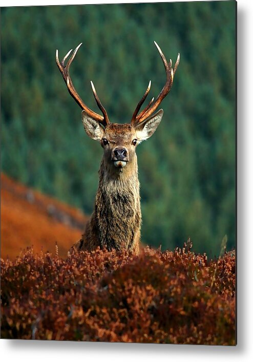 Red Deer Stag Metal Print featuring the photograph Red deer stag #9 by Gavin Macrae