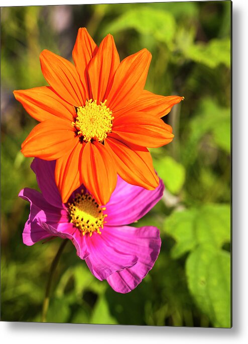 Mexican Sunflower Metal Print featuring the photograph A Pair Of Flowers 2017 by Thomas Young