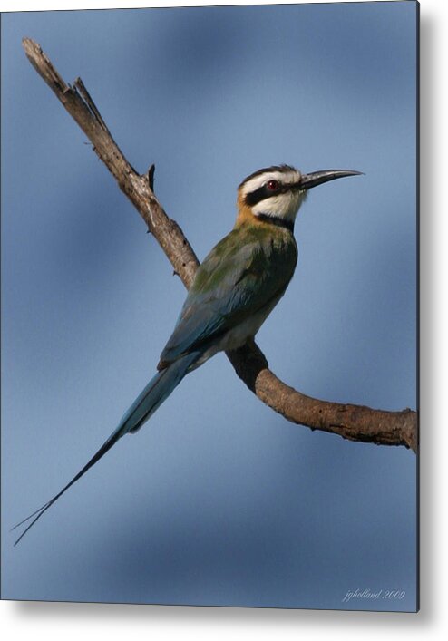 Bee Eater Metal Print featuring the photograph African Bee Eater by Joseph G Holland