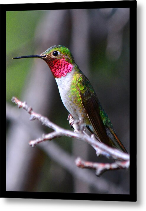 Hummingbird Metal Print featuring the photograph Afternoon Friend in the Apricot Tree by Susanne Still