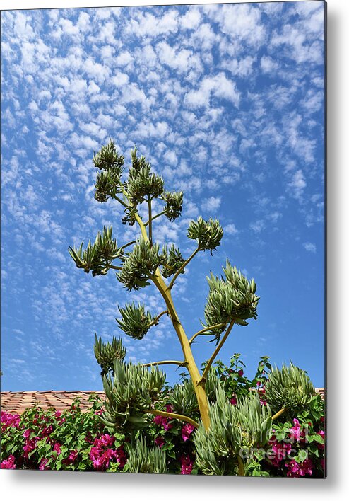 Agave Metal Print featuring the photograph Agave Sky by Steve Ondrus