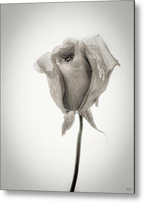 Flowers Metal Print featuring the photograph Ageless Beauty by Susan Eileen Evans