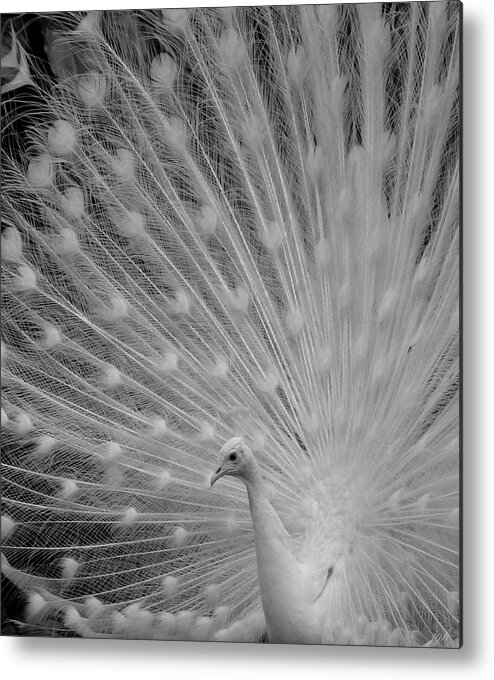 Albino Metal Print featuring the photograph Albino Peacock in Black and White by Joseph G Holland