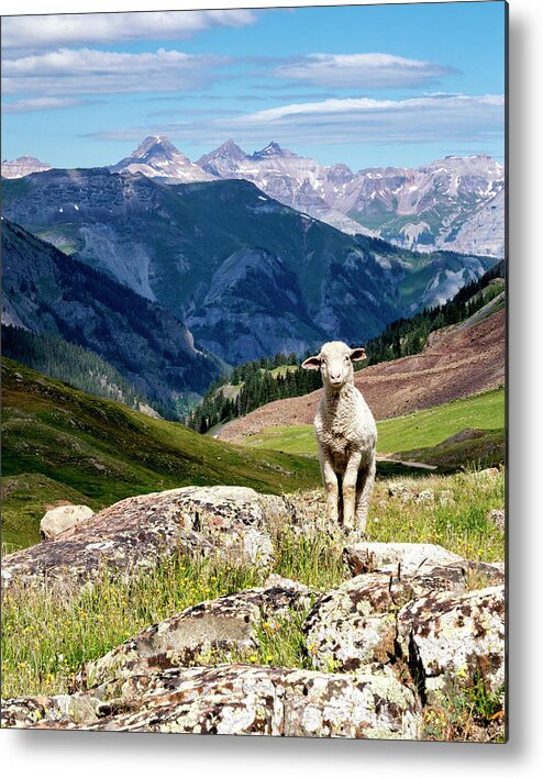 Lamb Metal Print featuring the photograph Alpine Lamb by David Soldano