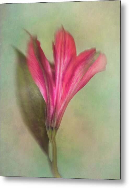 Alstroemeria Metal Print featuring the photograph Alstroemeria the Miniature Lily by David and Carol Kelly