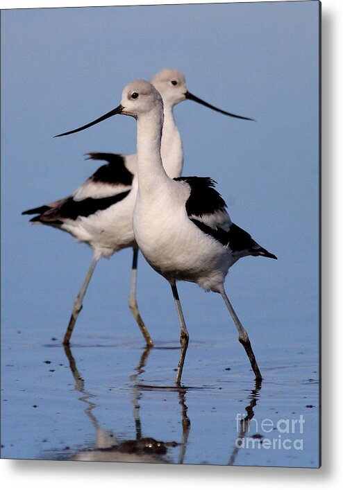 Bird Migration Metal Print featuring the photograph American Avocet Ballet . 7D4855 by Wingsdomain Art and Photography