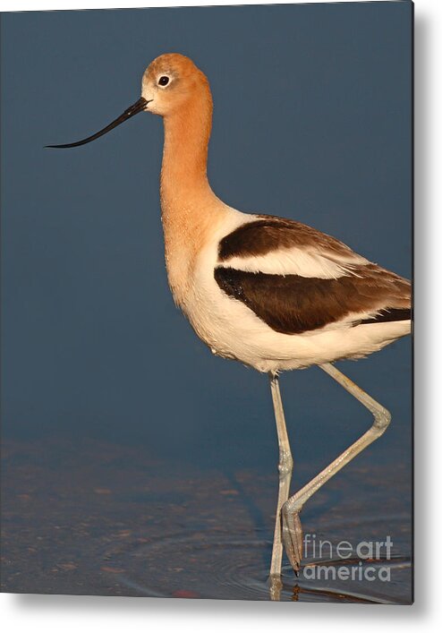 Avocet Metal Print featuring the photograph American Avocet Standing Tall by Max Allen