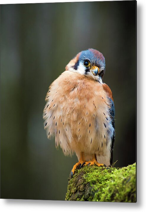 Animals Metal Print featuring the photograph American Kestrel by Tracy Munson