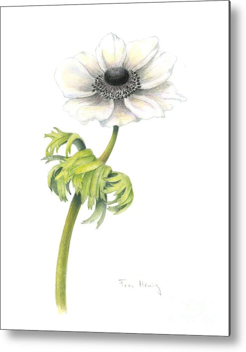 Botanical Art Metal Print featuring the painting Anemone by Fran Henig