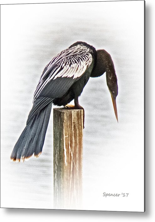 Florida Metal Print featuring the photograph Anhinga Male by T Guy Spencer