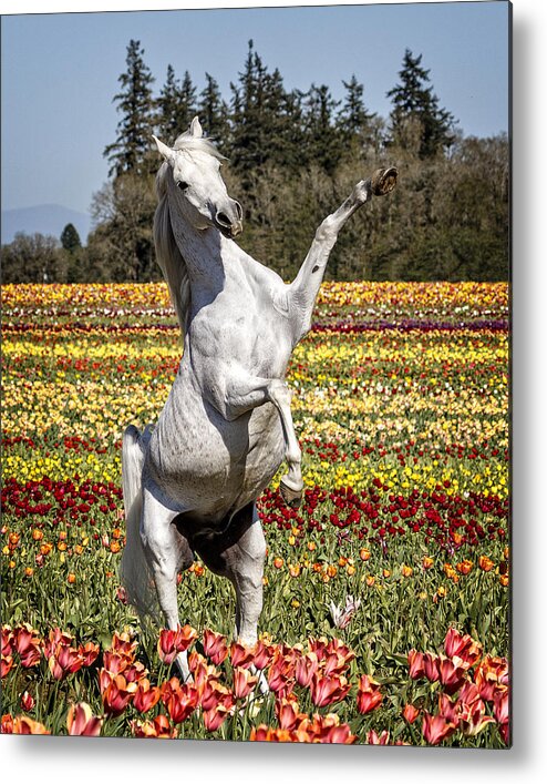 Arabian And Tulips Metal Print featuring the photograph Arabian And Tulips by Wes and Dotty Weber