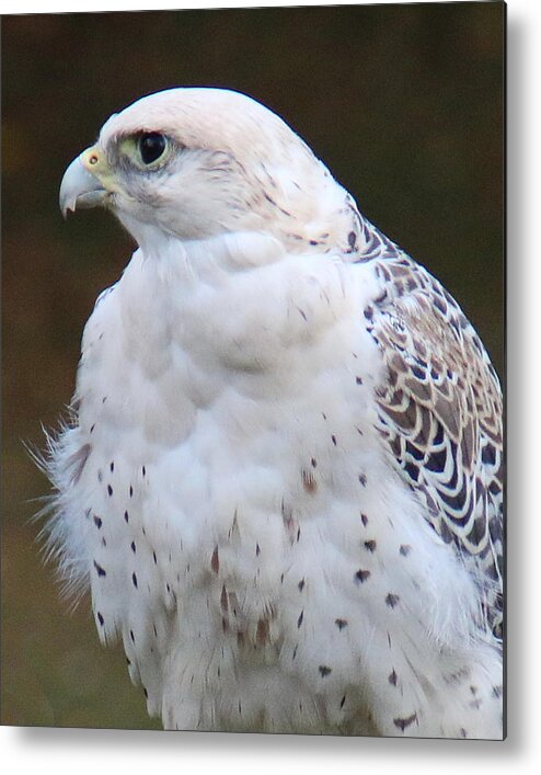 Wildlife Metal Print featuring the photograph Arctic Falcon in Profile by William Selander